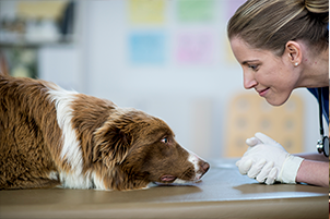 Post Op Nutrition for your Pooch