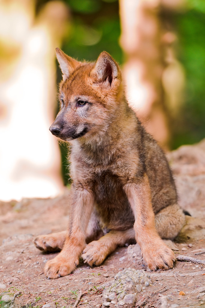 dark brown wolf pup