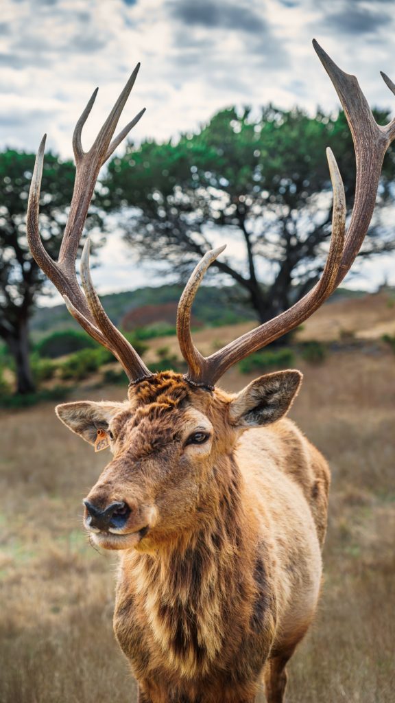 Wildlife deer covid--19