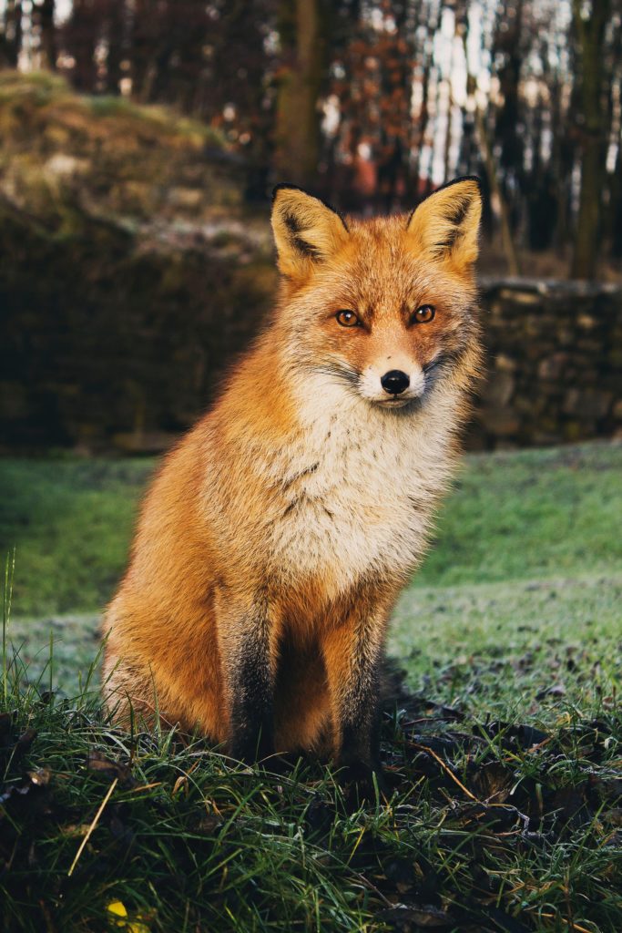 Wildlife fox covid 19