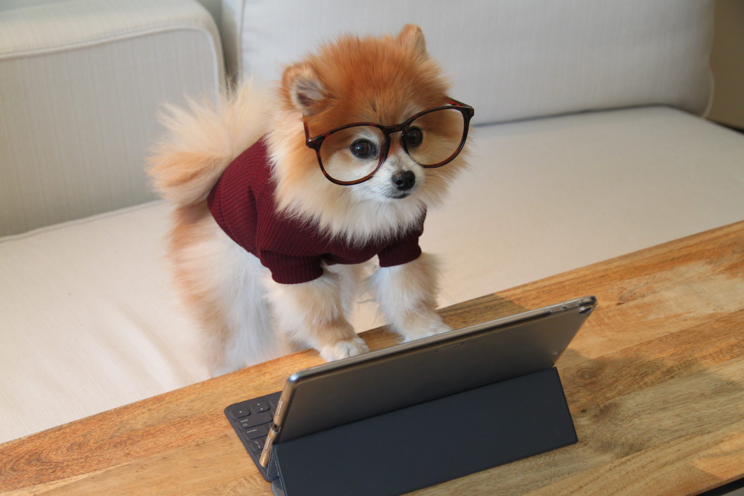 Study reveals canine epilepsy is a "ticking time bomb"... - Covetrus