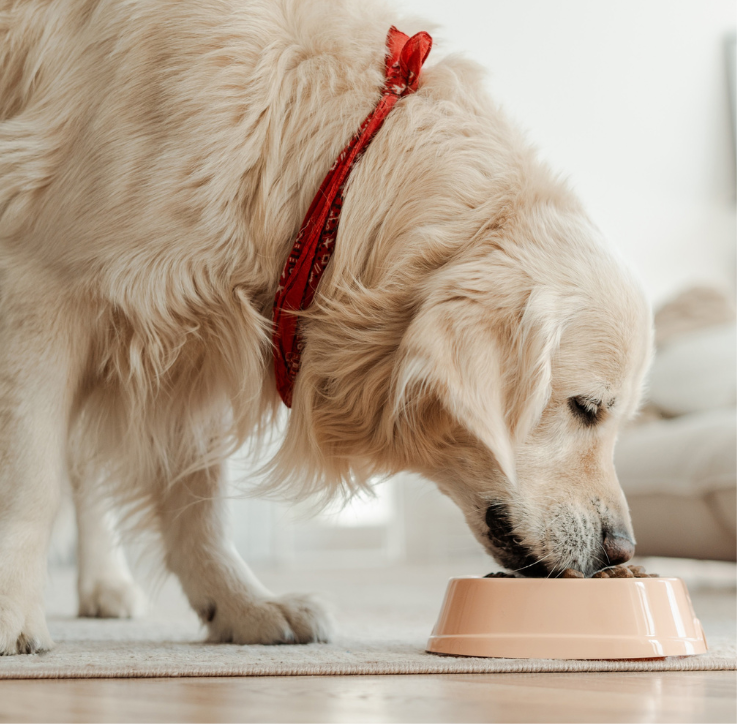 Grape-Based Diets And Canine Obesity photo